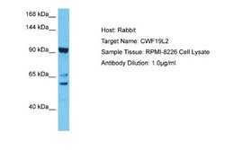 CWF19L2 Rabbit anti-Human, Polyclonal, Novus Biologicals 0.1 mL | Buy Online | Novus Biologicals | Fisher Scientific